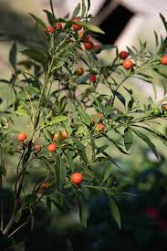 Image result for Solanum richardii