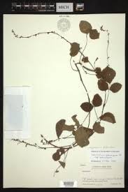 Image result for Hylodesmum repandum