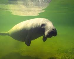Endangered Wild Animals Thread Scenario You Are Stuck In The Amazon Jungle With Your 10 10 Amazon Animals Rainforest Animals Brazil Animals