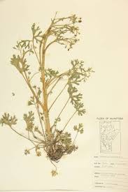 Image result for Ranunculus multifidus