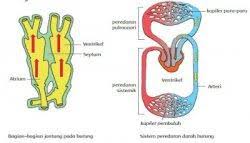 Coba tuliskan pantun yang isinya menggambarkan kondisi tubuh yang sehat. Kunci Jawaban Tema 4 Kelas 5 Sd Halaman 12 13 14 15 16 17 18 Subtema 1 Pembelajaran 2 Halaman All Tribun Pontianak