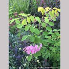 Image result for Indigofera kirkii