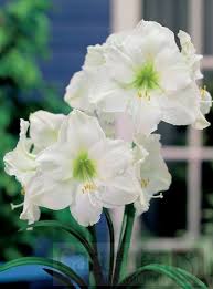 Amaryllis Christmas Gift Gartenea Amaryllis Christmas Christmas Flowers Amaryllis