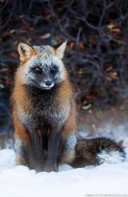 Pin By Char Griffin On Forest Animals Animals Beautiful Pet Fox Animals