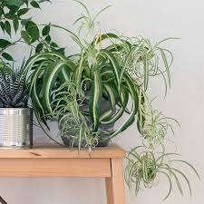 Image result for Chlorophytum lancifolium