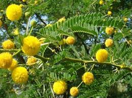 Image result for Bussea xylocarpa