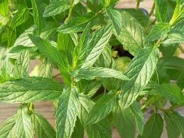 Pranarom huile essentielle bio menthe poivrée. Menthe Poivree De Milly Bio Les Jardins D Ollivier