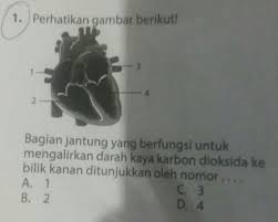 Bagian Jantung Yang Berfungsi Untuk Mengalirkan Darah Kaya Karbon Dioksida Ke Bilik Kanan Brainly Co Id