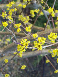 There is room in virtually any garden design for the many shades of yellows the golden chain tree is a deciduous tree growing 15 to 25 feet, blooming with yellow flowers in late spring. Cornus Mas Cornelian Cherry Deepdale Trees