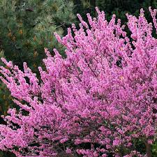 Most of flowering trees in the temperate areas have peak blooming in the spring. Best Tree Finder Tree Wizard