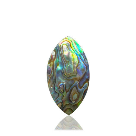 Abalone Shell