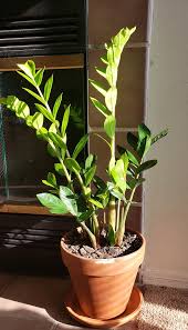Check spelling or type a new query. Zz Plant Propagation How To Grow Zz Plant India Gardening