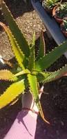 Image result for Aloe cameronii
