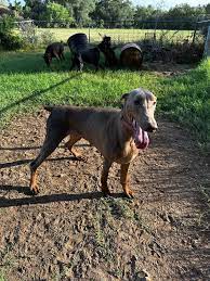 Lone Star Pride Dobermans... - Lone Star Pride Dobermans