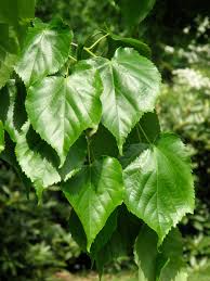 Image result for Light Harvest Gold 1983 Fedders