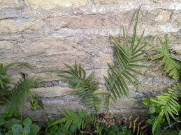 Image result for Pteris commutata