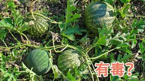 pin by 之最世界on 为什么 watermelon fruit food