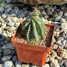 Image result for Euphorbia unicornis