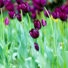 A seed of thought about a floral legacy was planted in the desert sands of uae in the year 1990. Tulipa Queen Of The Night Black Tulip Flower Selective Focus Blurred Background Stock Photo Picture And Royalty Free Image Image 77316765