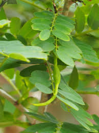 Image result for Ormocarpum