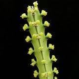 Image result for Euphorbia baylissii