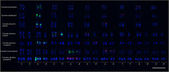 Image result for Cynodon incompletus