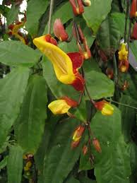 Image result for Thunbergia mysorensis