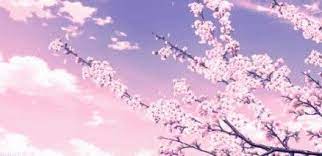Wallpaper Pink White Cherry Blossoms 61 Ideas For 2019 Anime Backgrounds Wallpapers Anime Scenery Anime Scenery Wallpaper Desktop cherry blossom white background / original resolution: