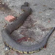 See full list on livescience.com Water Moccasin Invades Home Puts Family Into Action News Fox10tv Com