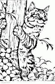 realistic cat coloring page coloring pages printable com