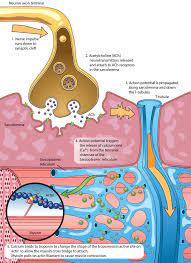 Science Junkie Medical Anatomy Medical Student Study Physiology