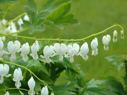 Image result for Dicranolepis