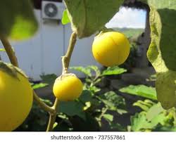 Image result for Solanum aculeatissimum