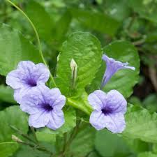 Image result for Ruellia brevifolia