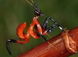 Gaia Merveille Monde Animal Les Mantes Mante Religieuse Animaux Insectes