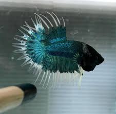 They might send you a black dragon king crown betta fish, or a normal betta fish. Is It The King That Only Have Their Warna Warni Betta Facebook