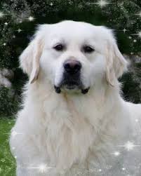 Where fine wineis made, hot air balloons fly high and dogs enjoy a wonderful … Deer Creek English Golden Retrievers Golden Retriever English Golden Retrievers Retriever