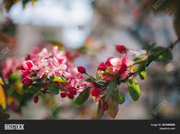 Maybe you would like to learn more about one of these? Pink Flowers Blooming Image Photo Free Trial Bigstock