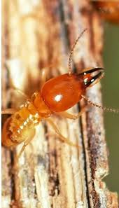 Our technicians are licensed, skilled and experienced technicians that understand the habits of each species and use that knowledge when developing a control program for your home. Fumapest Termite Pest Control Sydney 78 Stacey St Bankstown Nsw 2200 Australia