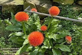 Image result for Scadoxus membranaceus