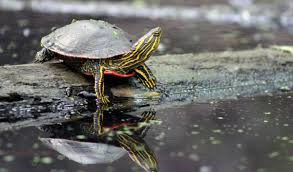 Male sea turtles (except leatherbacks) have elongated, curved claws on their front flippers to help them grasp the female when mating. Painted Turtles Face An Unusual Danger From Climate Change