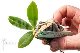 Image result for Aerangis appendiculata