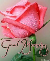 You can express your love and emotions to anyone by sending these beautiful good morning pics and wallpapers. Top 50 Good Morning Flowers Images Pictures Hd Photos Free Download