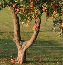 Fruitier Apres La Recolte Traitement Et Soins A Apporter Avec Images Fruitier Jardin Fruitier Arbre Fruitier