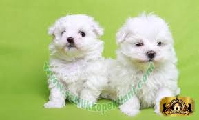 Bestdog Heaven Bursa Kopek Ciftiligi Satilik Kopek Ilanlari Kopek Yavru Kopek