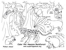 $15.68 (8 used & new offers) ages: Free Printable Rainforest Coloring Pages Coloring Home