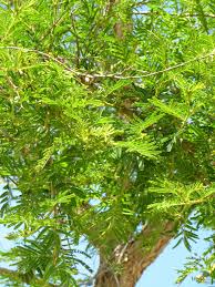 Image result for Acacia sieberiana