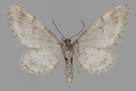 Image result for Eupithecia lanceata