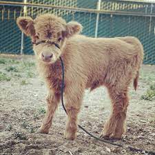 C2 Miniature Highland Cattle Home Facebook