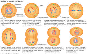 Then, where an animal cell would go through cytokineses. Mitosis Stages Diagram Quizlet